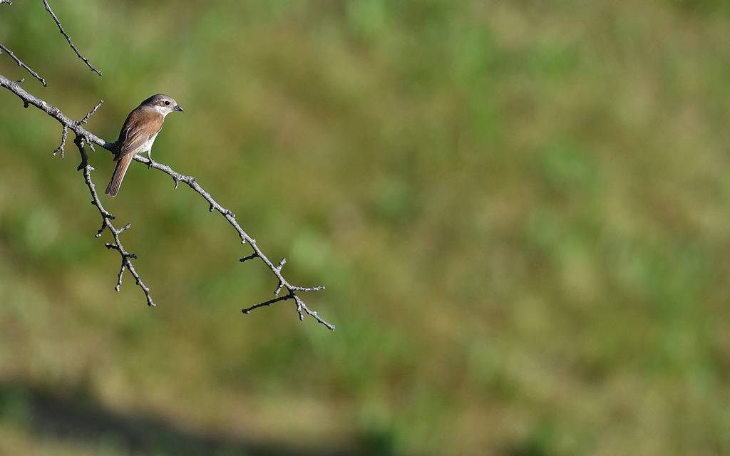 -DSC_5299.jpg