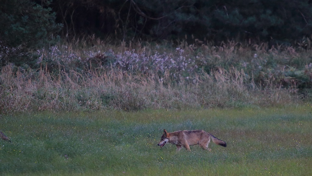 13 Loup.jpg