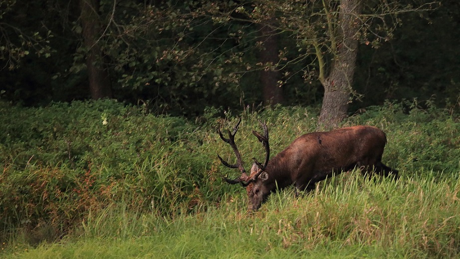 14 Cerf à la souille.jpg