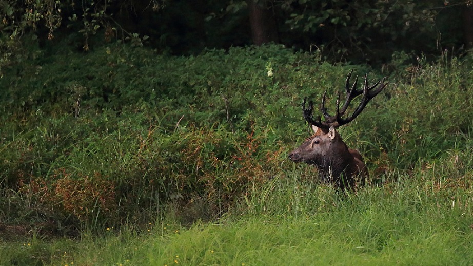 15 Cerf à la souille.jpg