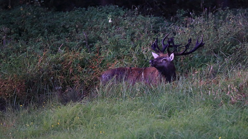 16 Cerf à la souille.jpg