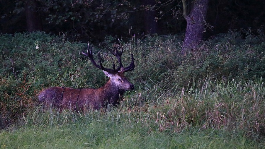 17 Cerf à la souille.jpg