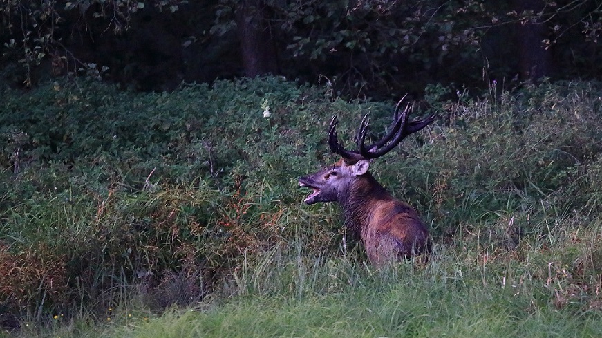 18 Cerf à la souille.jpg