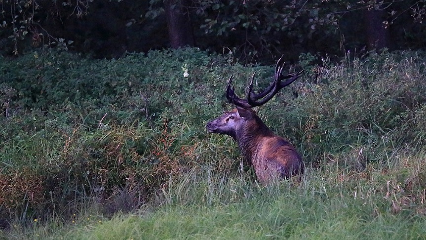 19 Cerf à la souille.jpg
