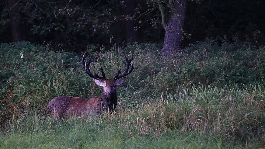 20 Cerf à la souille.jpg