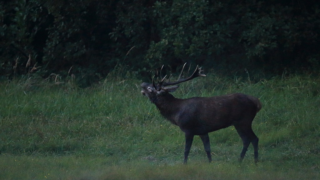 21 Cerf.jpg