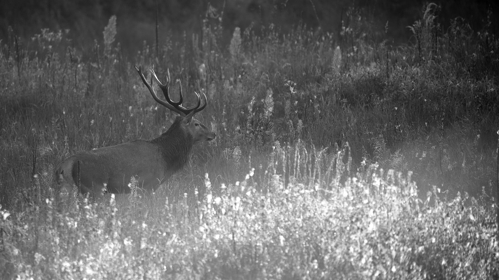 23 Cerf monochrome.jpg