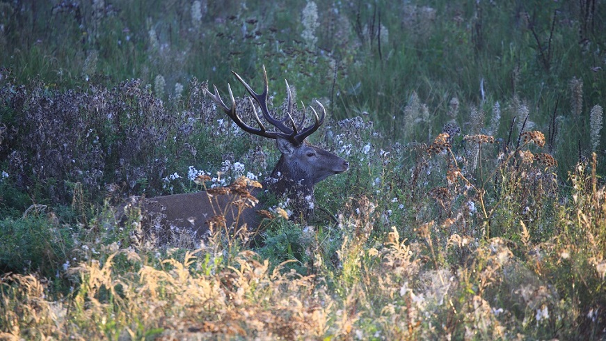 24 Cerf.jpg