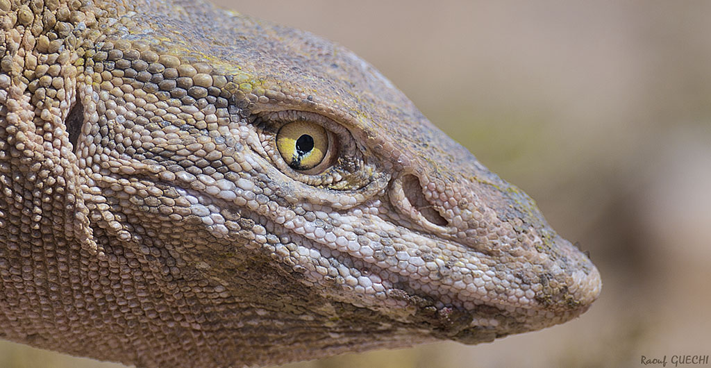 Varan2.jpg