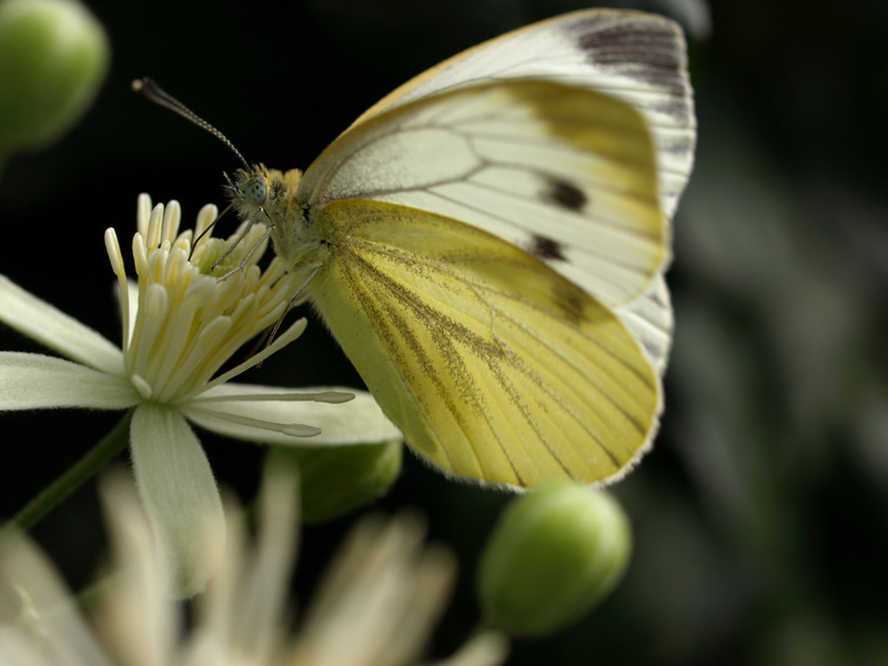 papillon jaune.jpg