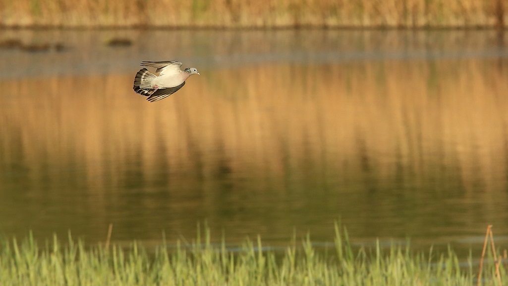 76 Pigeon colombin.jpg
