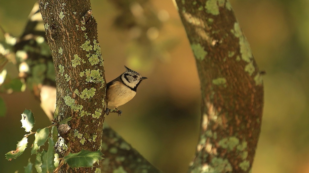 80 Mésange huppée.jpg