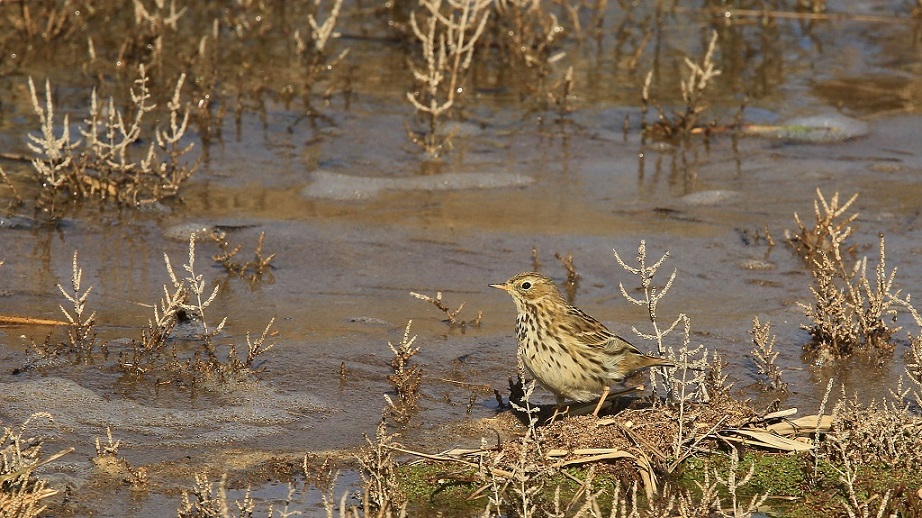 82 Pipit farlouse.jpg