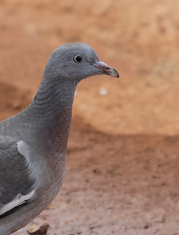 pigeon ramier immature 2-1B.jpg
