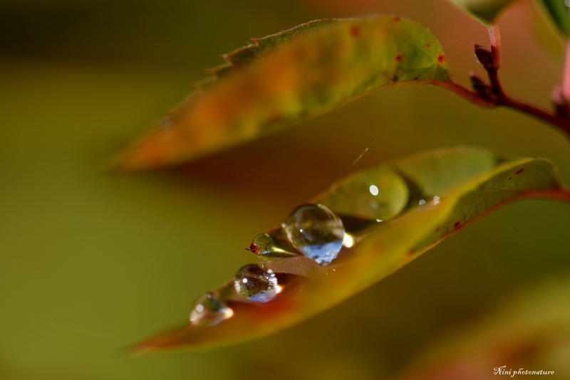 automne (150).JPG