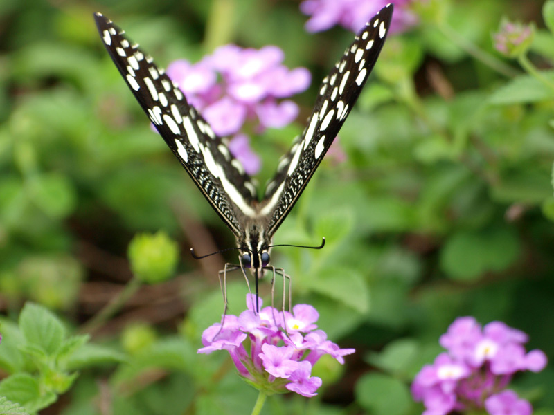 papillon du kenya.jpg