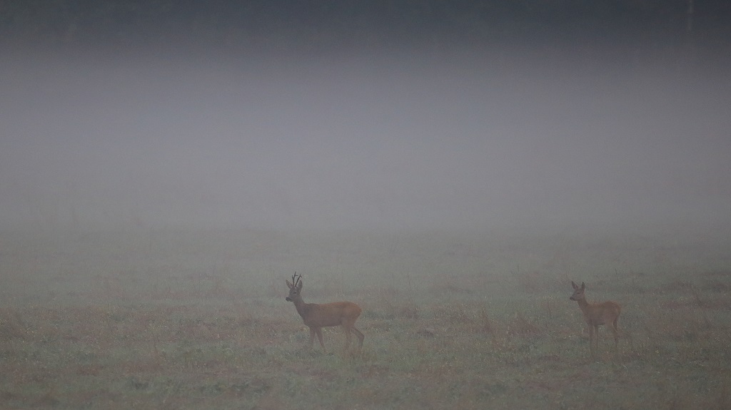 26 Chevreuils dans la brume du matin.jpg