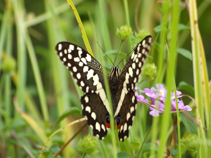 papillon du kenya-1.jpg