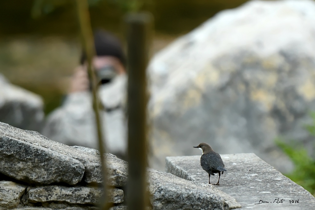 DSC_0133 IN.jpg