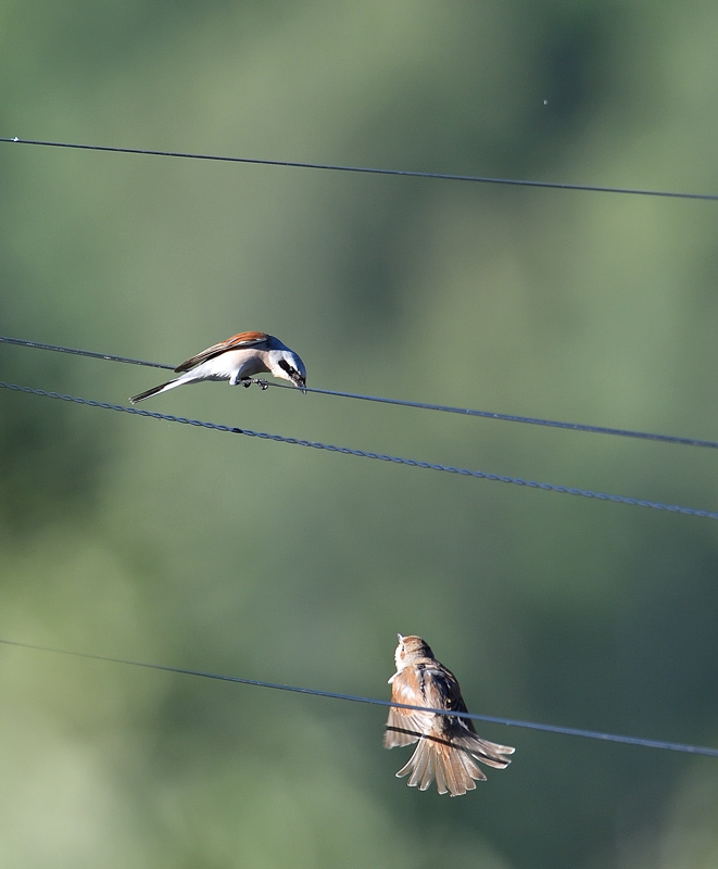 DS5_2260.jpg