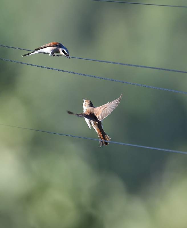 DS5_2261.jpg