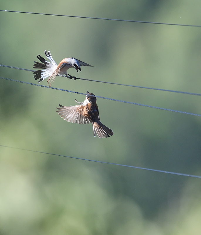 DS5_2262.jpg