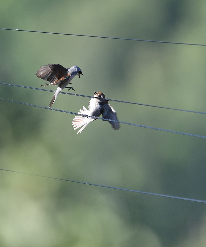DS5_2263.jpg