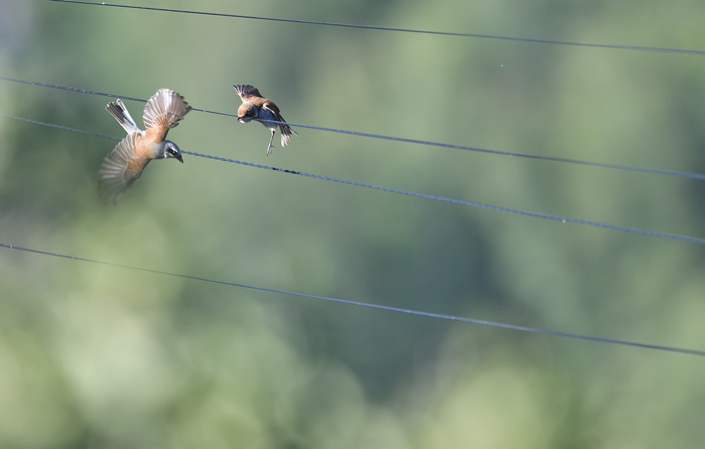 DS5_2265.jpg