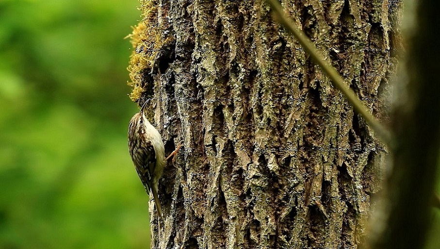 89 Grimpereau des bois.jpg