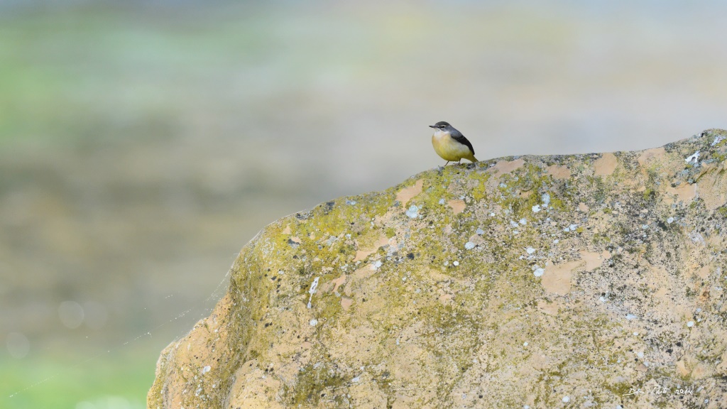 DSC_0592 IN.jpg