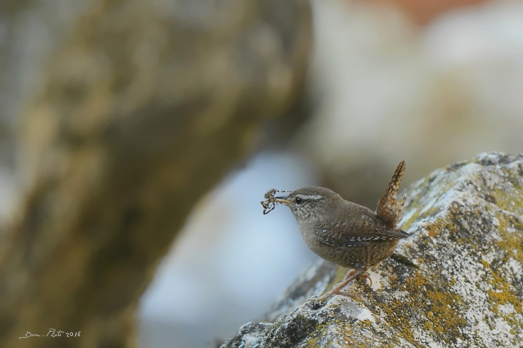 DSC_1113 IN.jpg