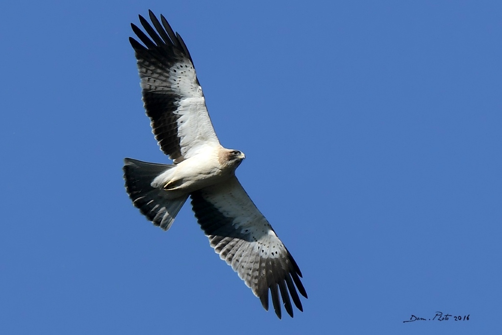 DSC_1449 IN.jpg