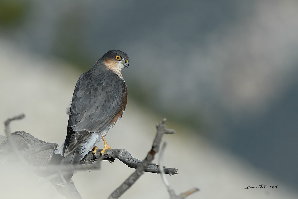 DSC_1570 IN.jpg