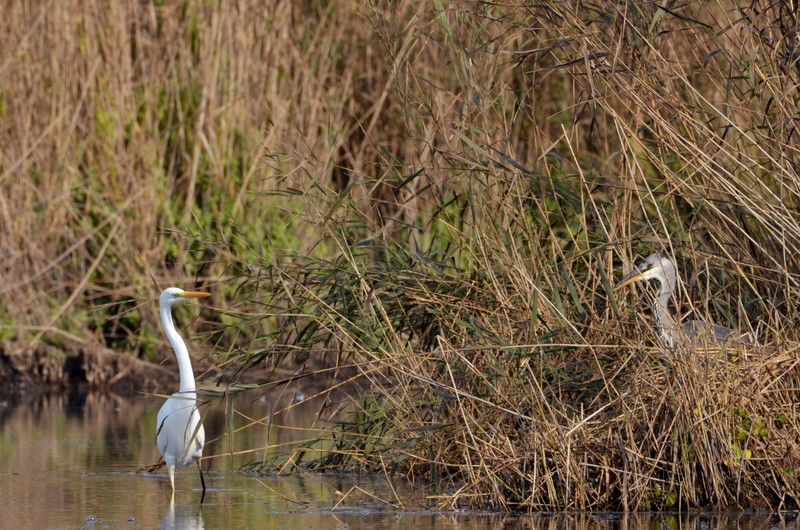 grandaigrheron.jpg