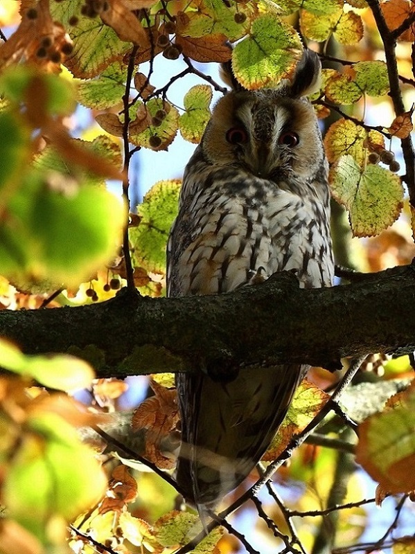 91 Hibou Moyen Duc.jpg