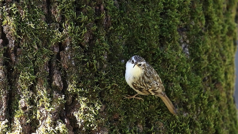 94 Grimpereau des jardins.jpg