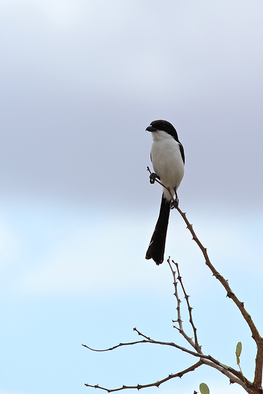IMG_5897 copie.jpg