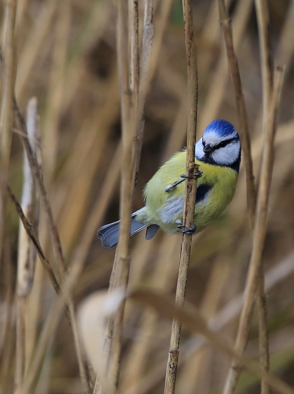 100 Mésange bleue.jpg