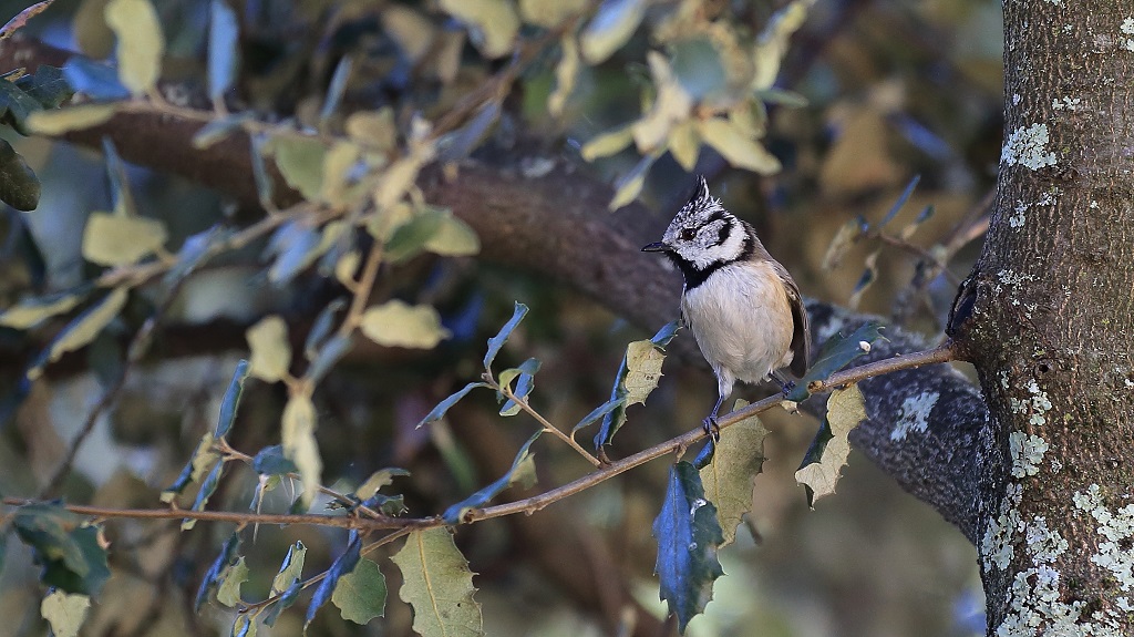 105 Mésange huppée.jpg