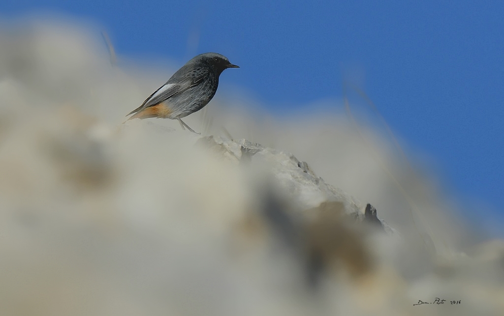 DSC_1659 IN.jpg