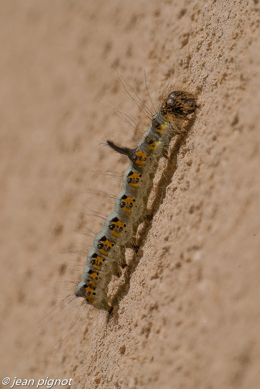chenille bleue.JPG