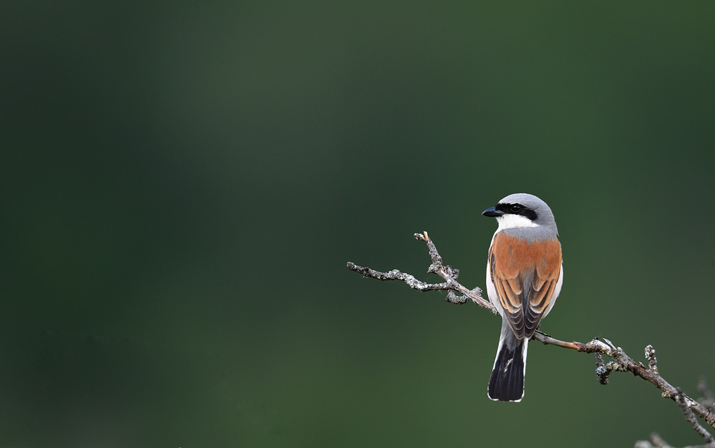 DSC_0646.jpg