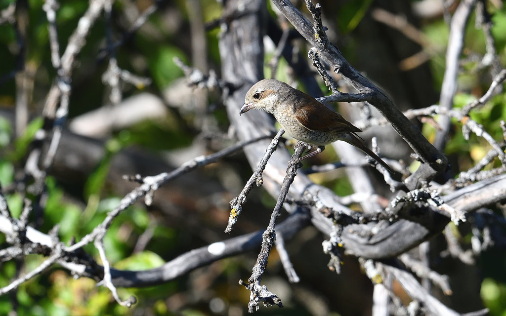 DSC_5886.jpg