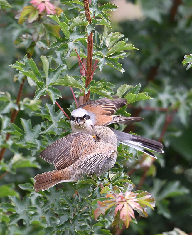 DSC_5510.jpg