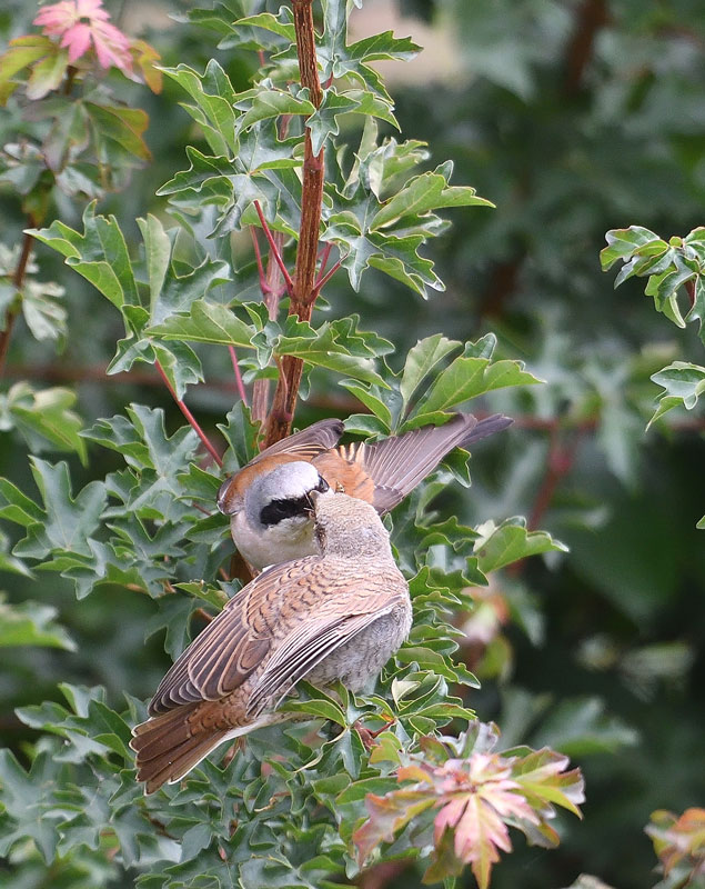 DSC_5512.jpg