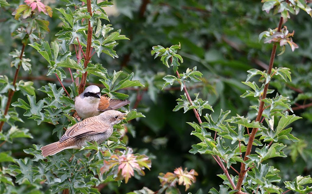 DSC_5517.jpg