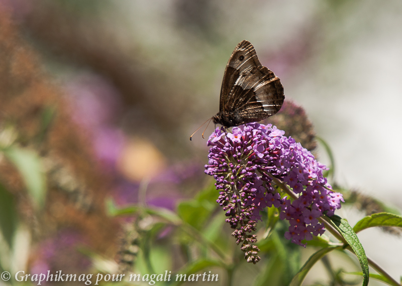 Agreste (Hipparchia semele).jpg