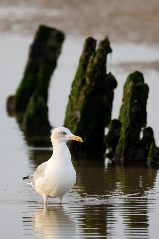 DSC_0184 - Copie.JPG