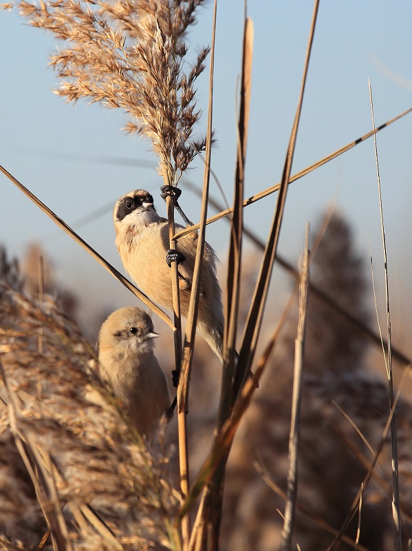 109 Rémiz penduline mâle adulte et immature.jpg