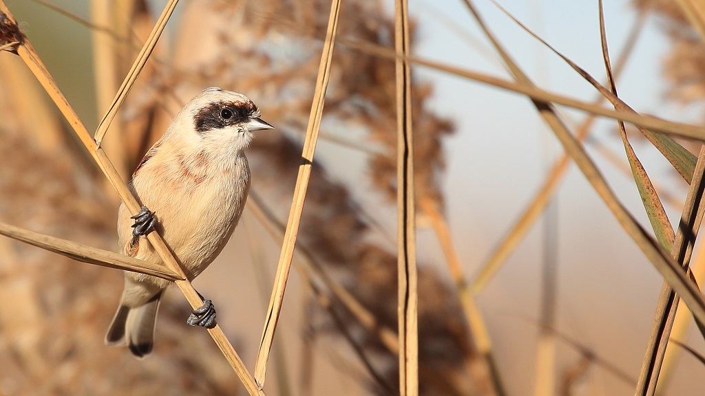 110 Rémiz penduline.jpg